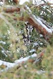 Long-eared Owl